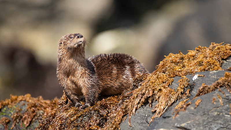 Photo of a sea otter on a rocky shore