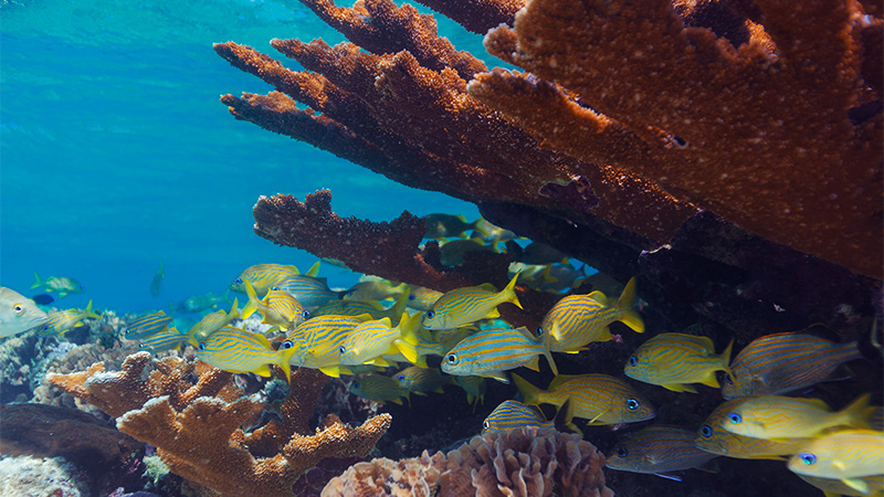 Underwater photo of reef and fish
